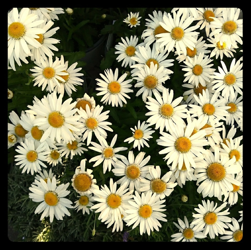 Meet your Posher, Cheryl